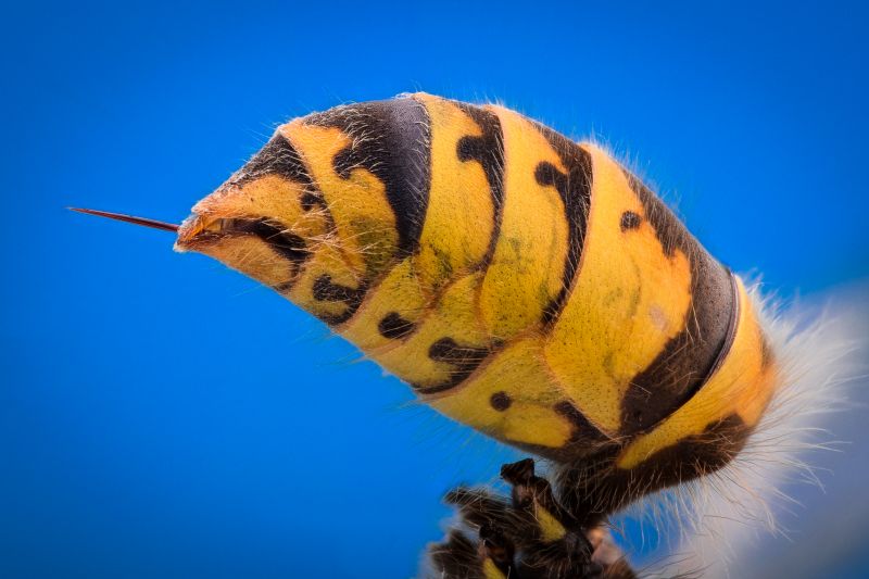 Hornet Stings Are Dangerous