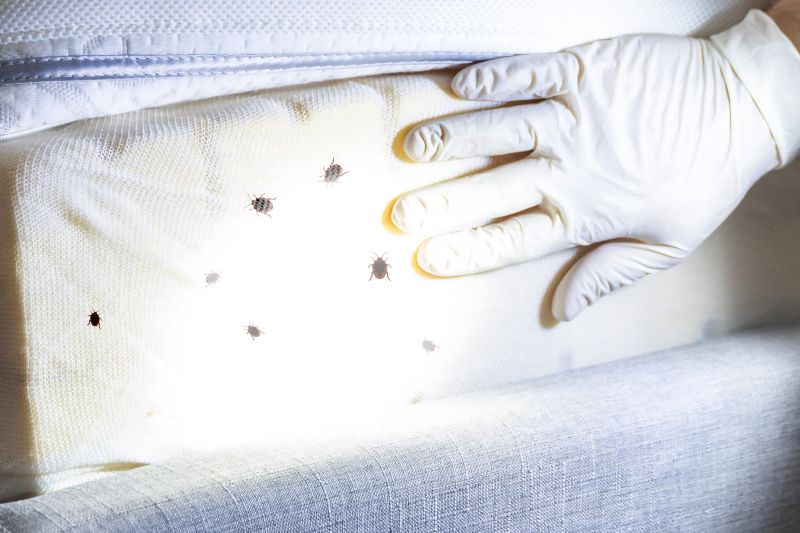 Bed Bug Treatment Service