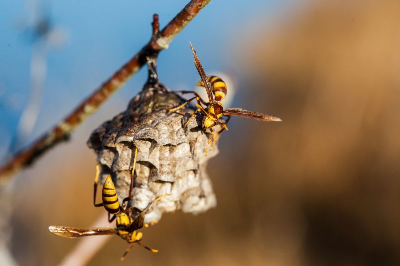 Hornet Nest in Tree