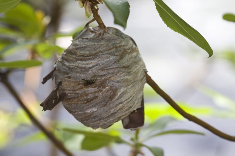 Hornet Nest in Spring