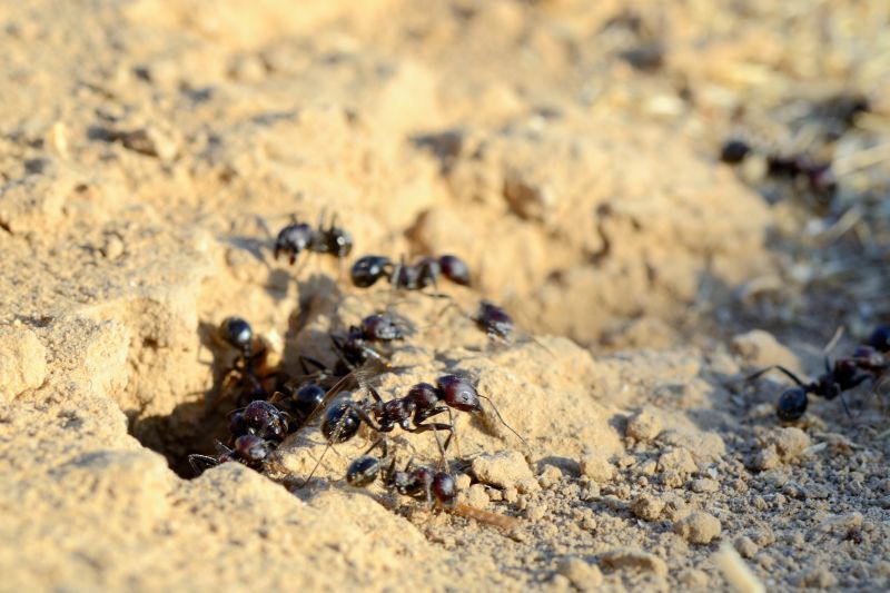 Black Ant Extermination in Denton, TX